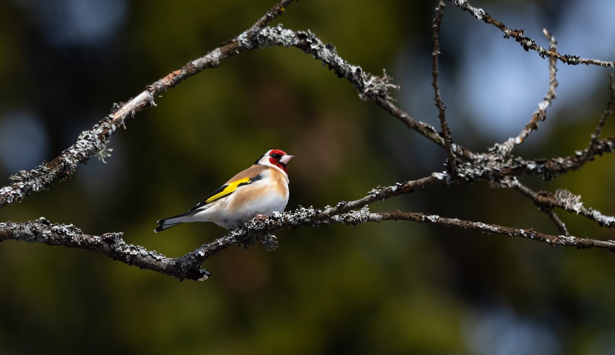 European Goldfinch (European) - ML546085911