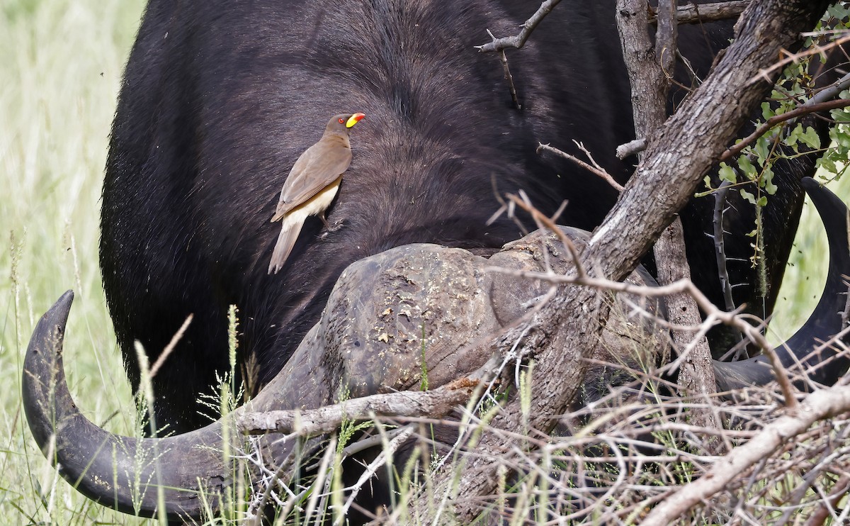 Yellow-billed Oxpecker - ML546086031