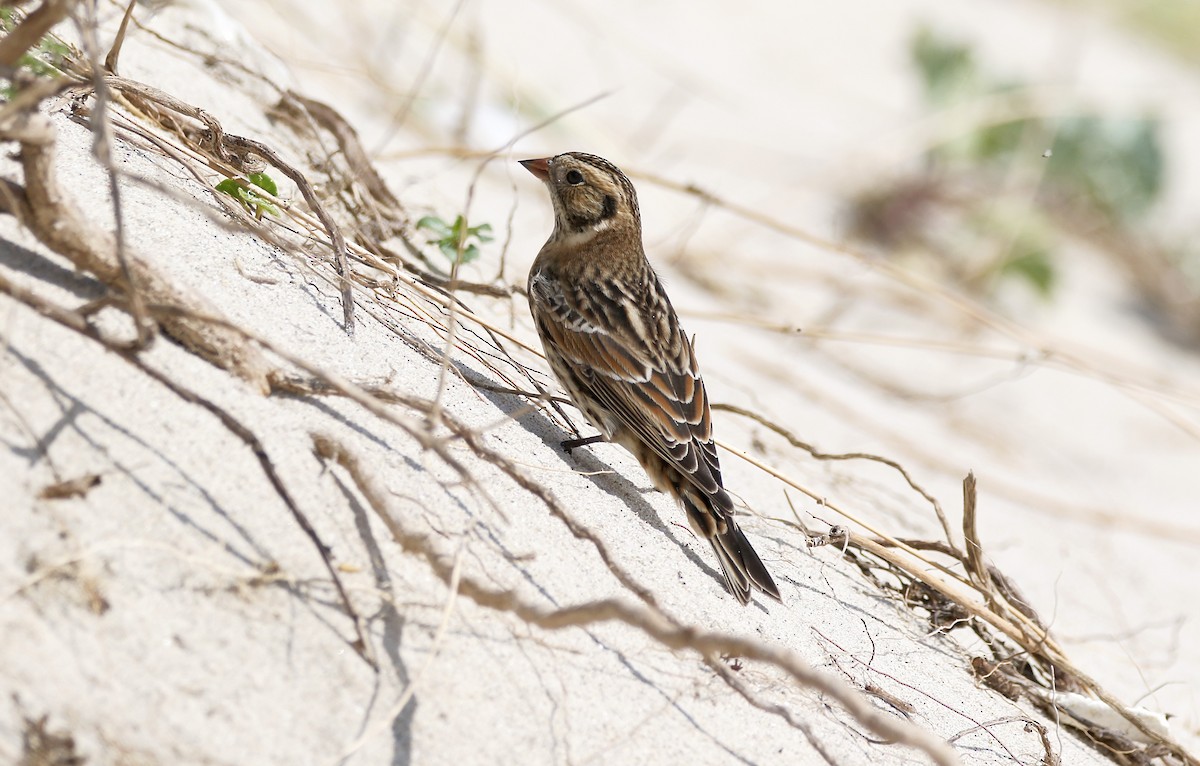 Lapland Longspur - ML546086121