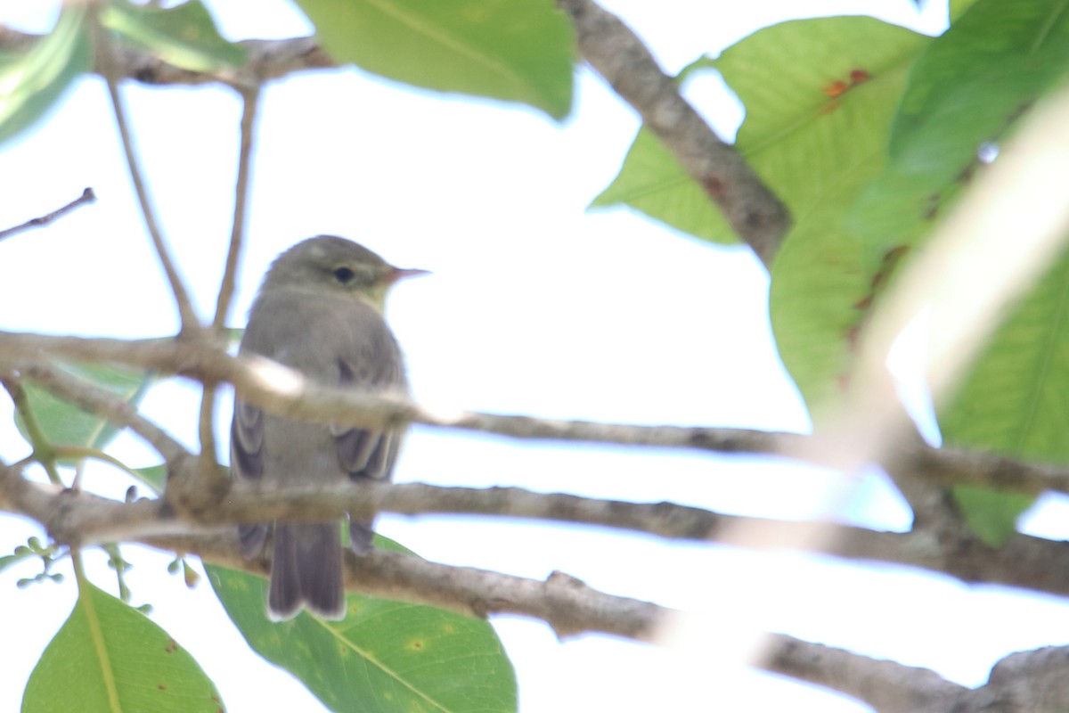 Icterine Warbler - ML546086221