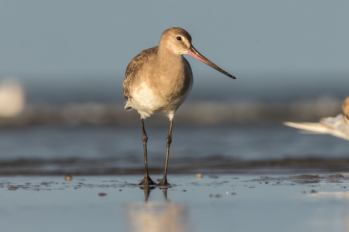 Hudsonian Godwit - ML546086381