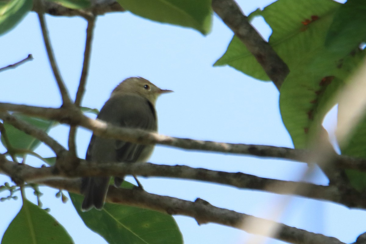 Icterine Warbler - ML546086461