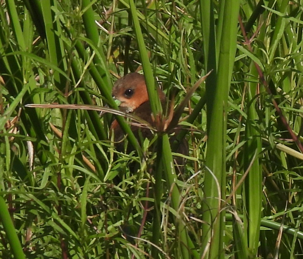 Rufous-sided Crake - ML546086591