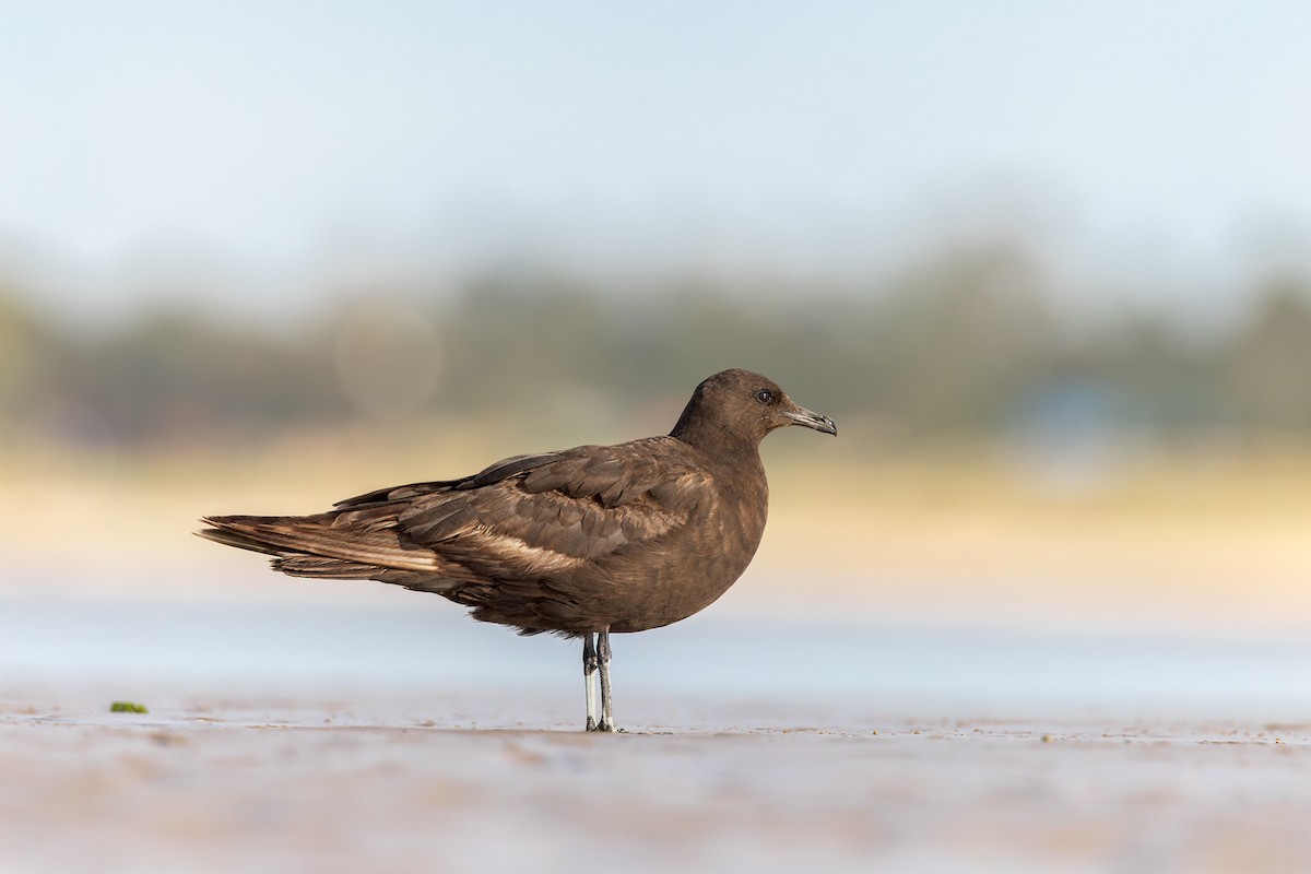 Parasitic Jaeger - Federico Rubio