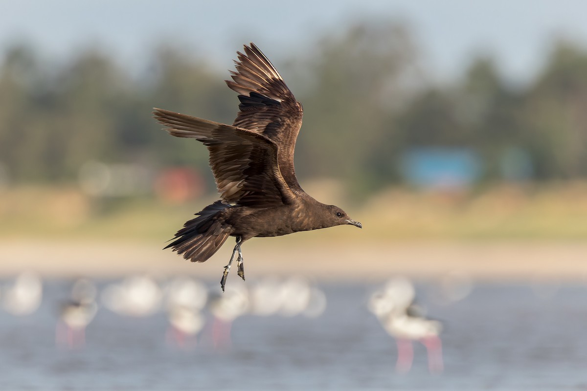 Parasitic Jaeger - ML546086941