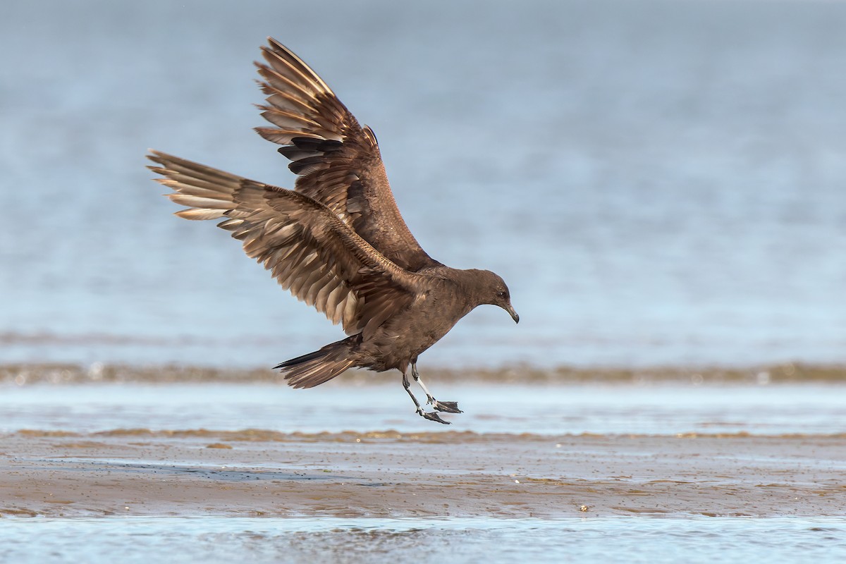 Parasitic Jaeger - ML546087001