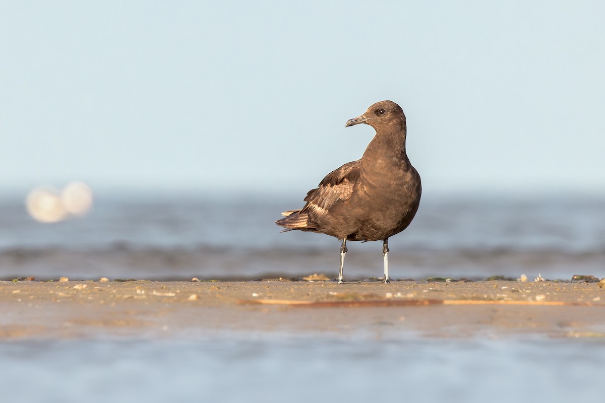 Parasitic Jaeger - ML546087071