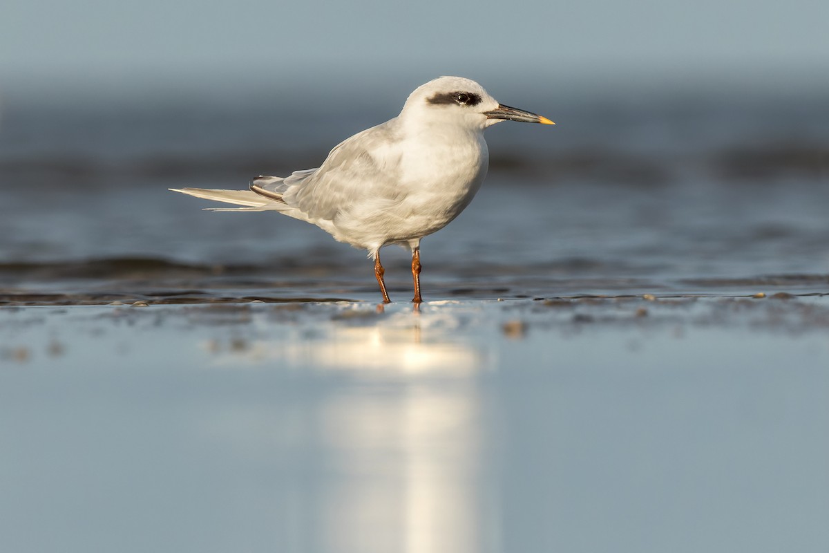 Snowy-crowned Tern - Federico Rubio