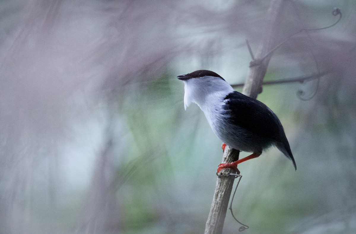 White-bearded Manakin - ML546087671