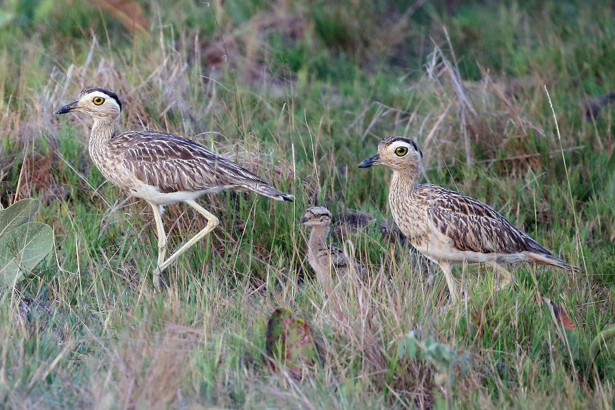 Double-striped Thick-knee - ML546088611
