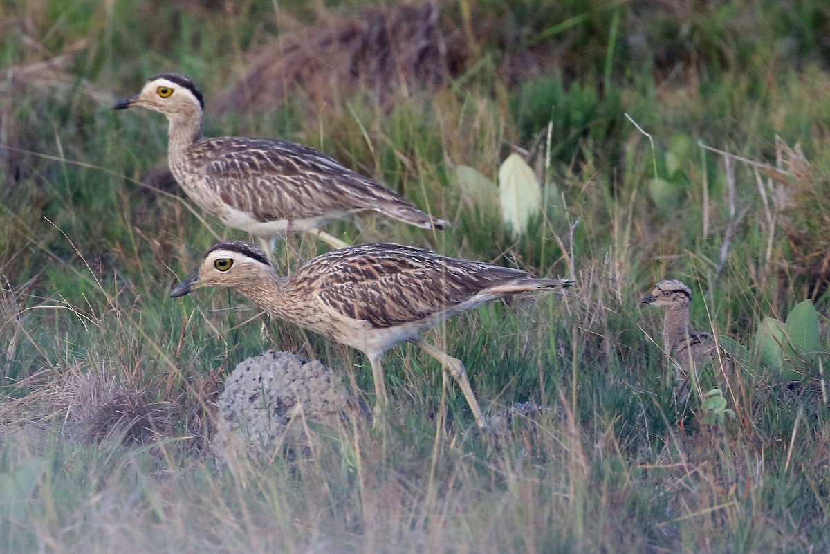 Double-striped Thick-knee - ML546088691