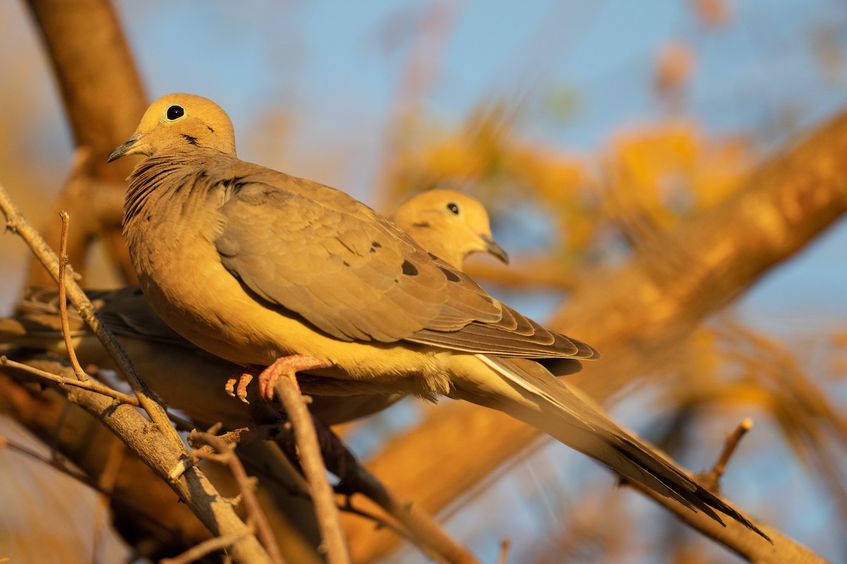 Mourning Dove - ML546088861