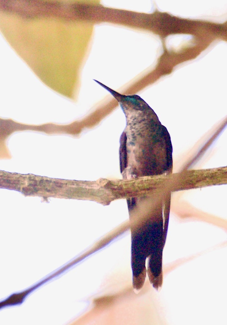 Long-tailed Woodnymph - Marcia Balestri