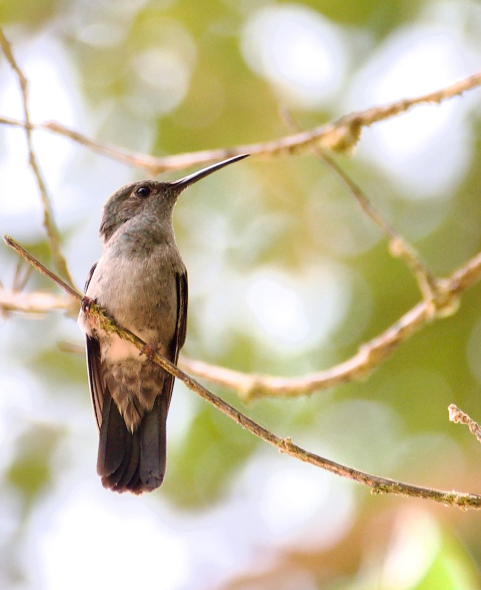 Colibri vert et gris - ML546089861