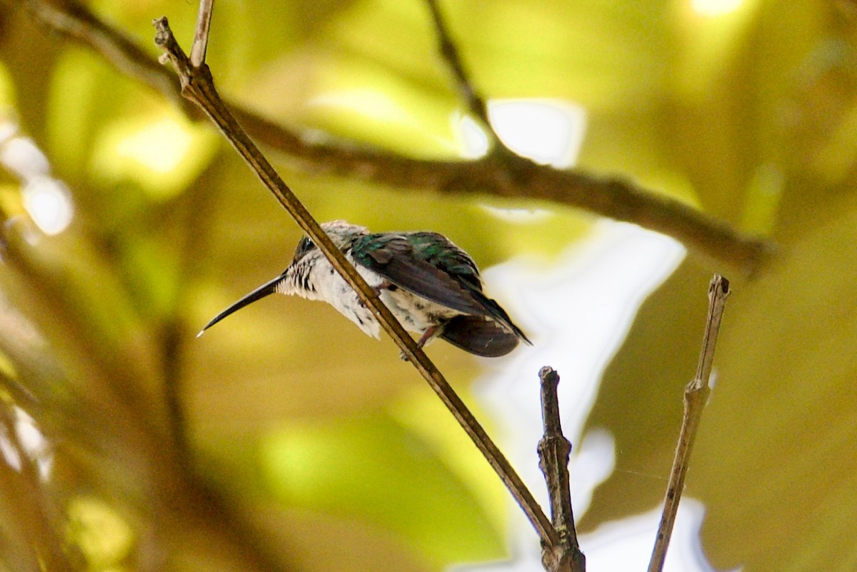 Versicolored Emerald - Marcia Balestri