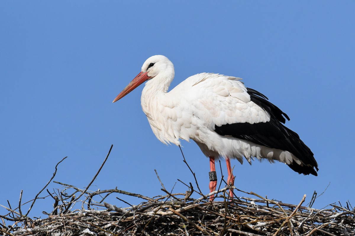White Stork - Maryse Neukomm