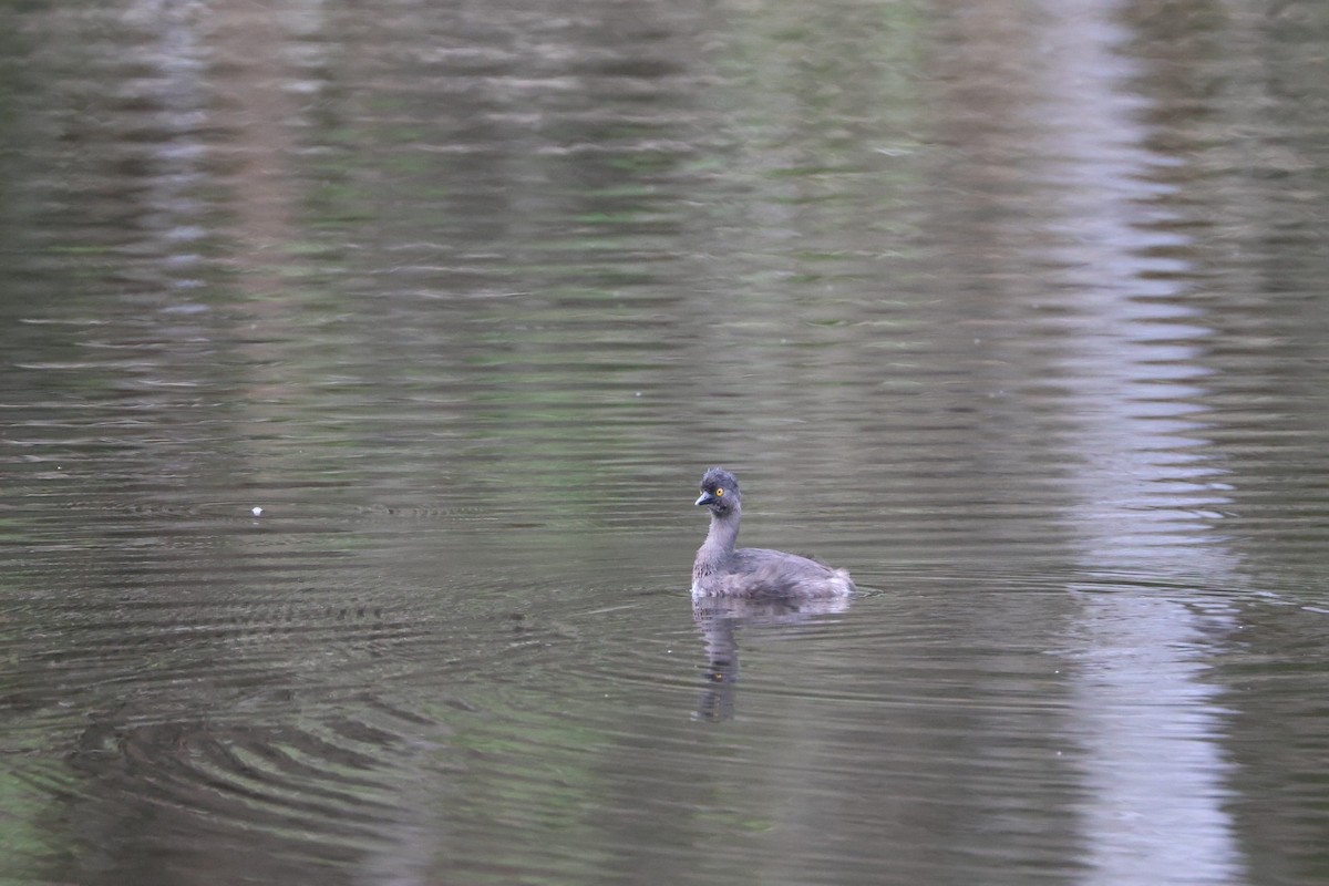 Least Grebe - ML546091901