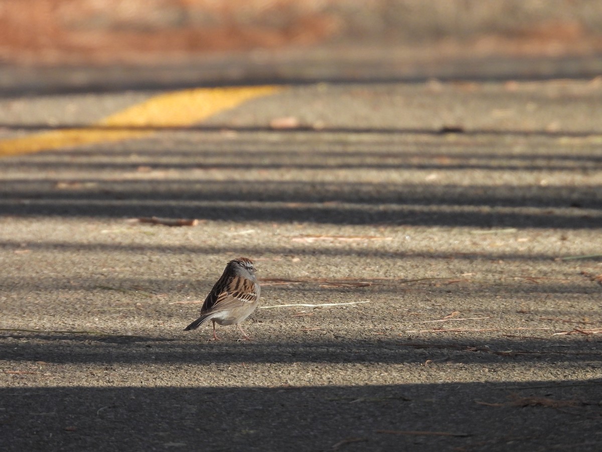 Chipping Sparrow - Patty McQuillan