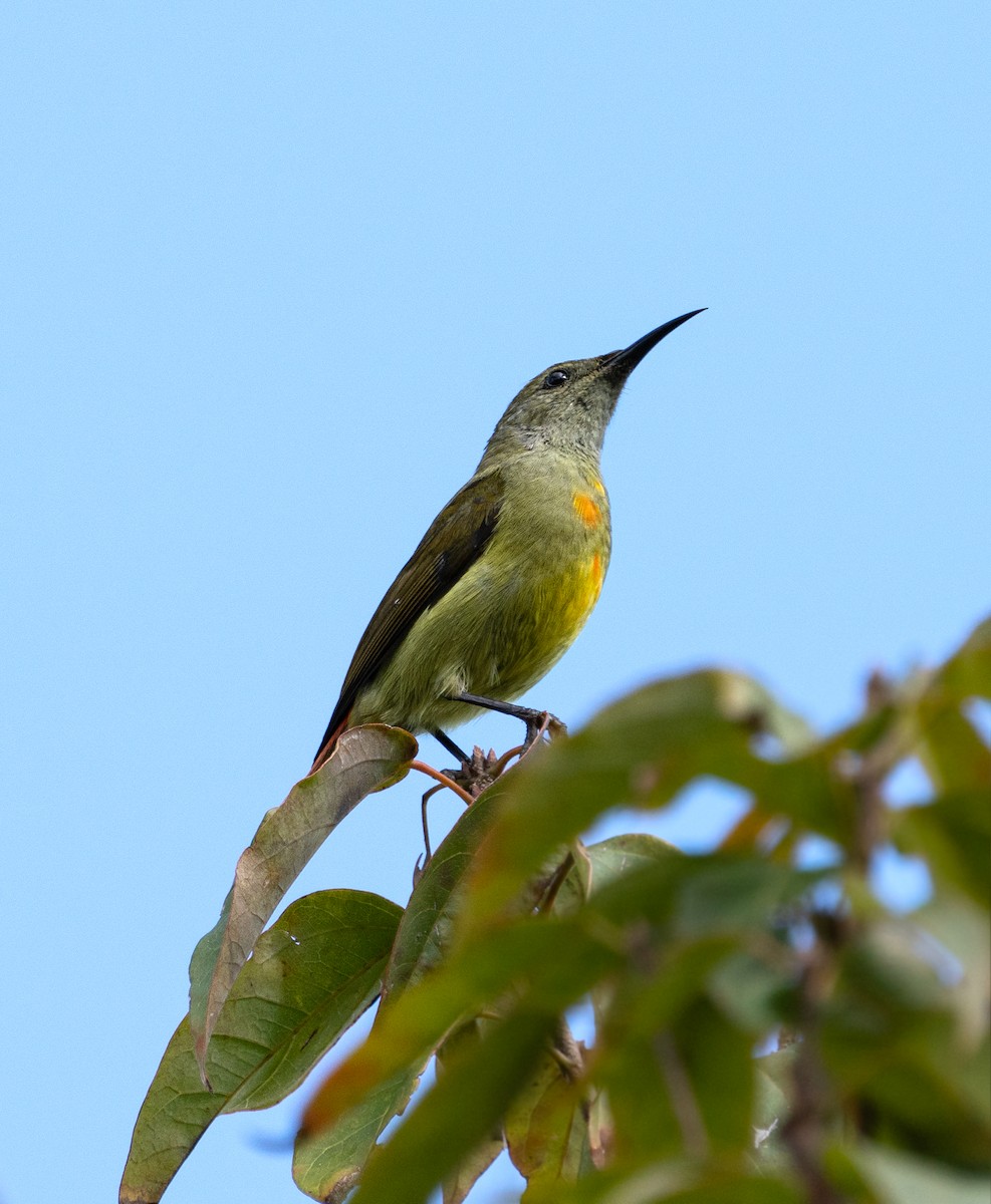 Feuerschwanz-Nektarvogel - ML546093121