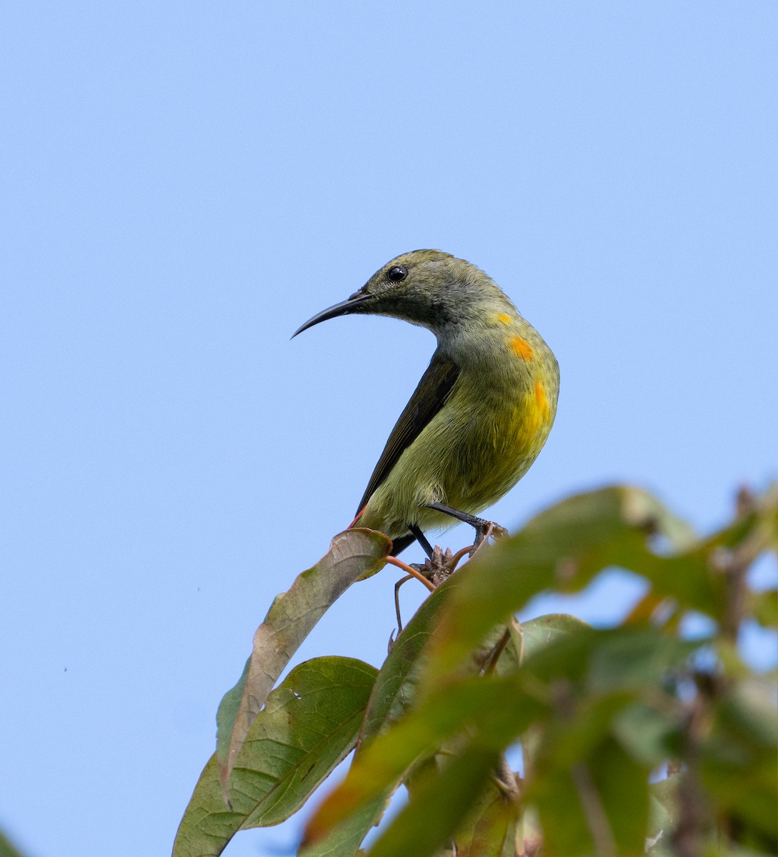 Feuerschwanz-Nektarvogel - ML546093961