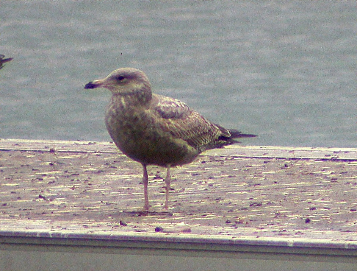 Herring Gull (American) - Delfin Gonzalez