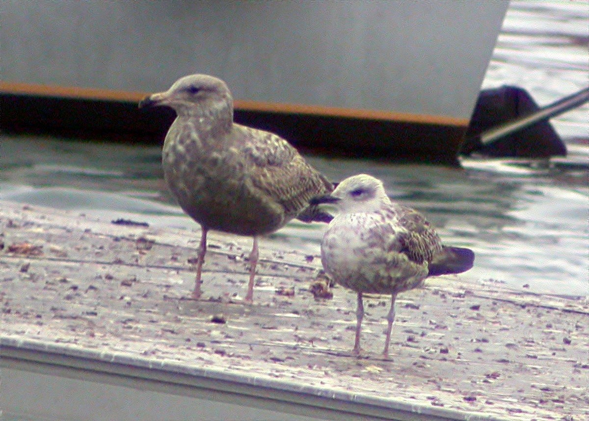 Goéland argenté (smithsonianus) - ML546094741