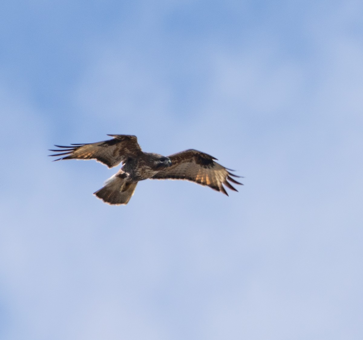 Himalayan Buzzard - ML546095971