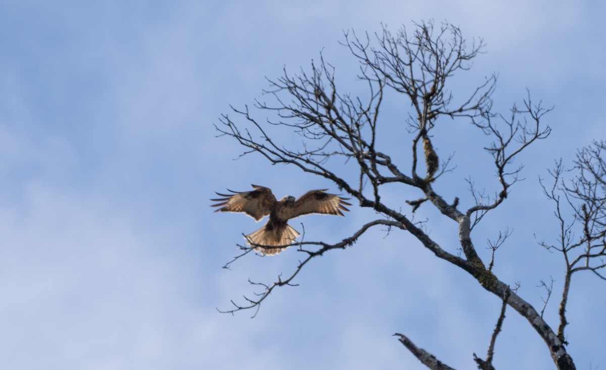 Himalayan Buzzard - ML546095981