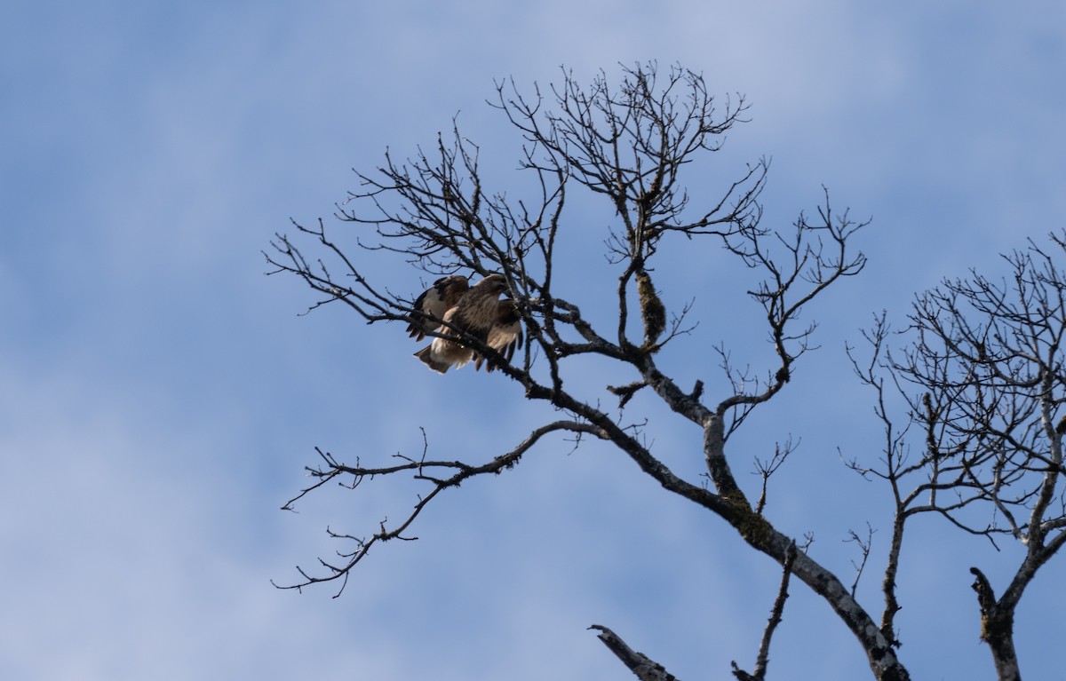 Himalayan Buzzard - ML546095991