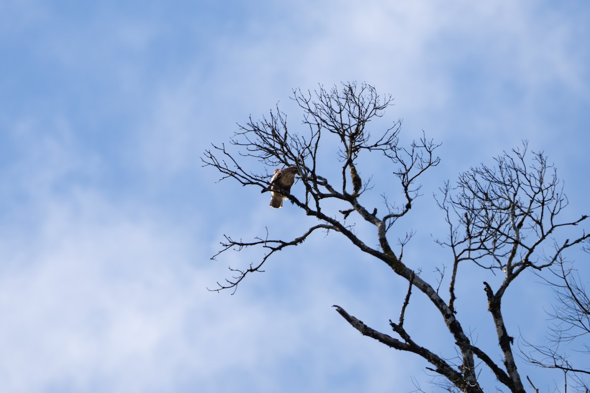 Himalayan Buzzard - ML546096001