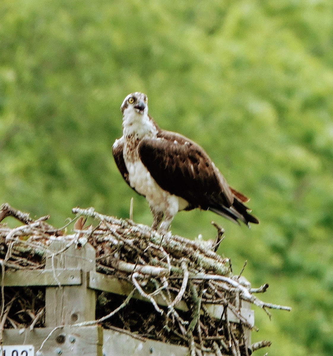 Osprey - ML546096881