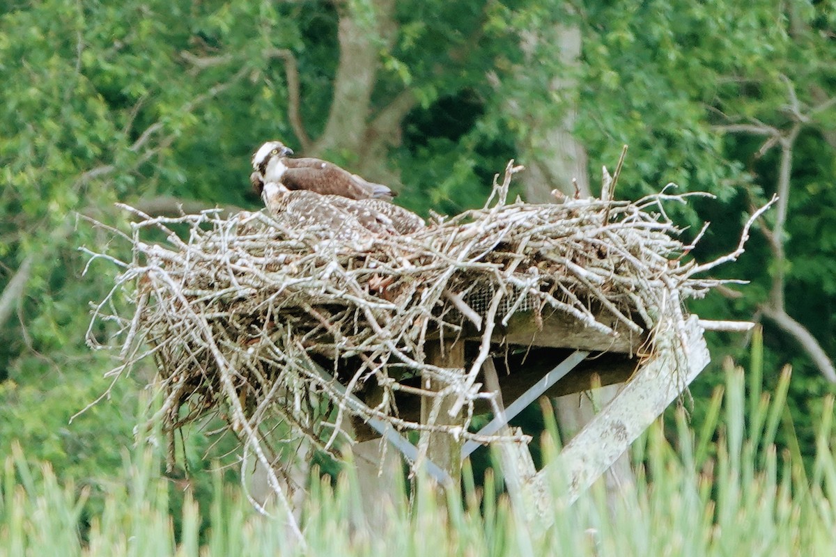 Osprey - ML546096911