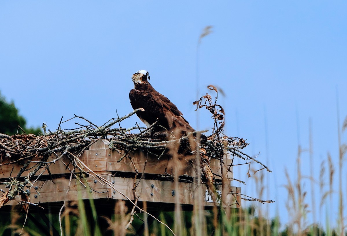 Osprey - ML546096931