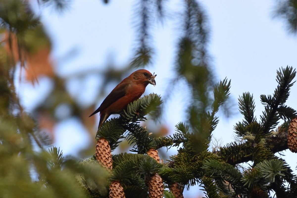 Red Crossbill (Sitka Spruce or type 10) - ML546097121