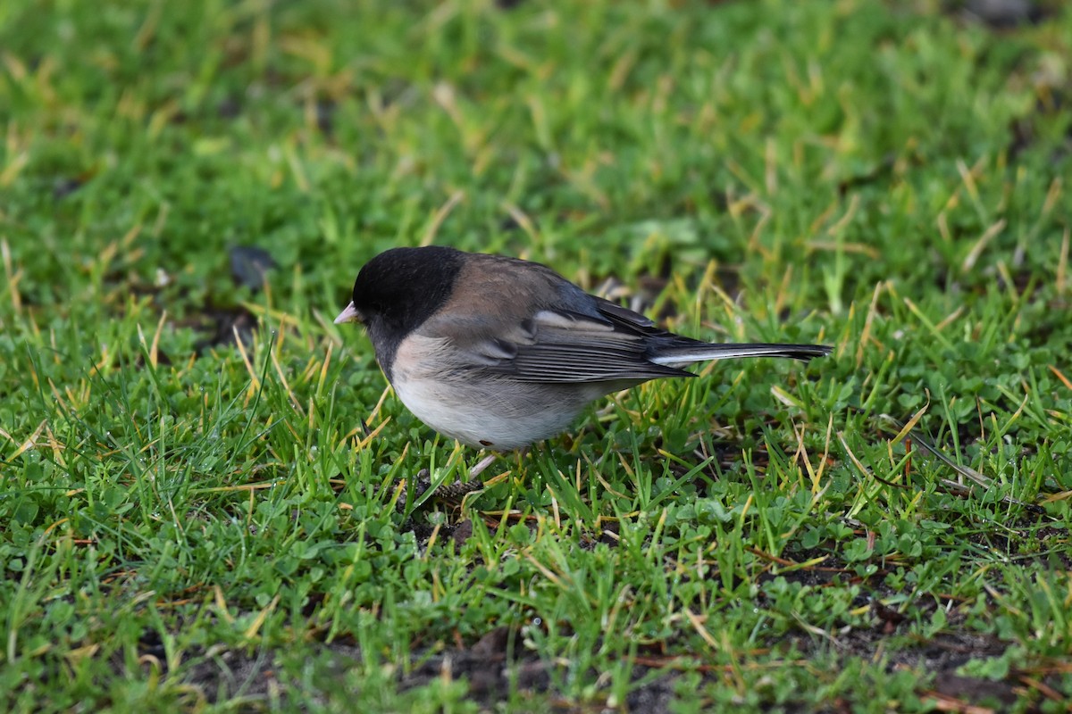 Dark-eyed Junco (Oregon) - ML546097501