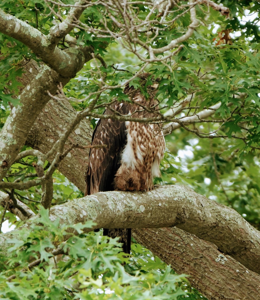 Bald Eagle - ML546097511