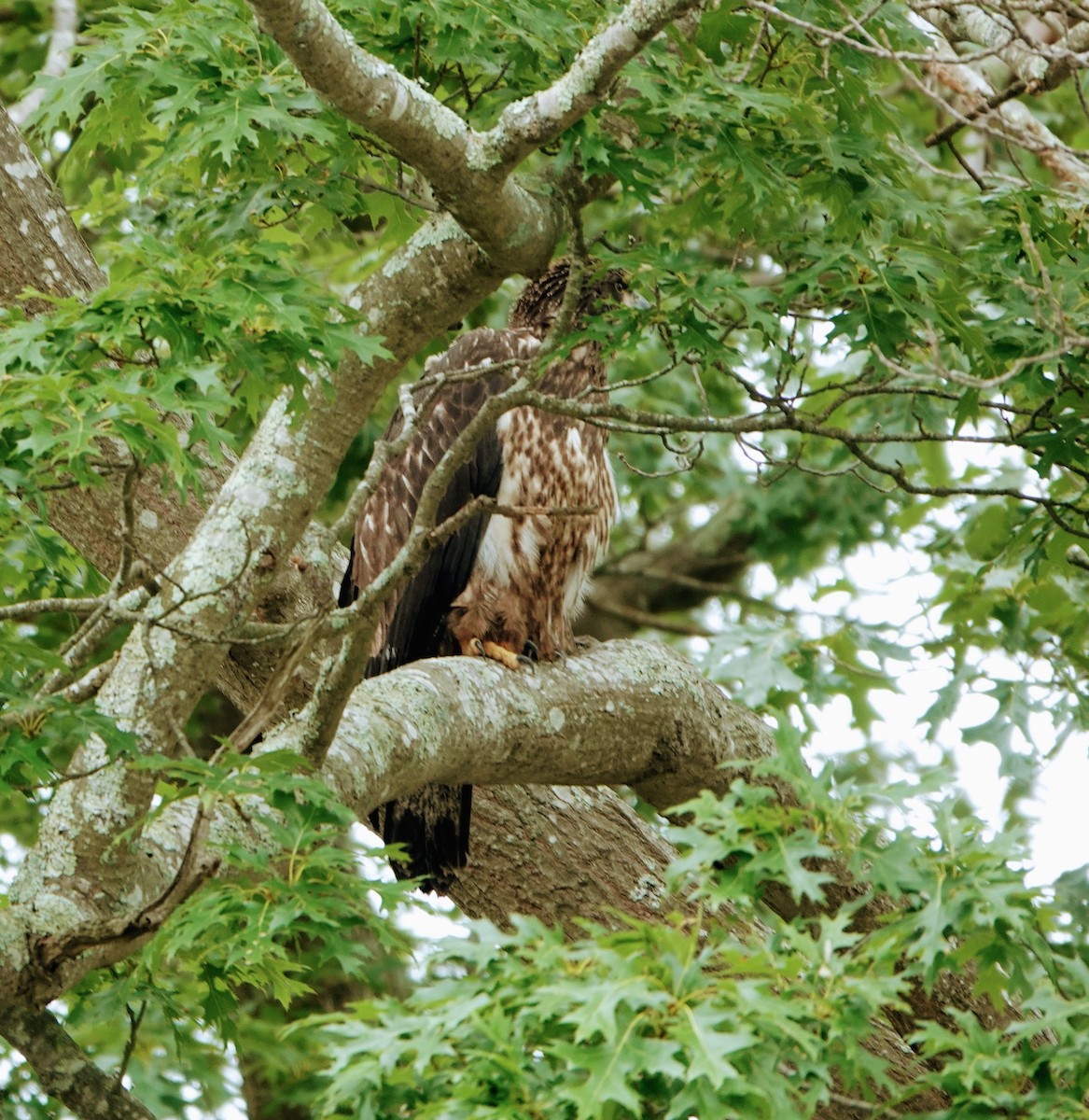 Bald Eagle - ML546097521