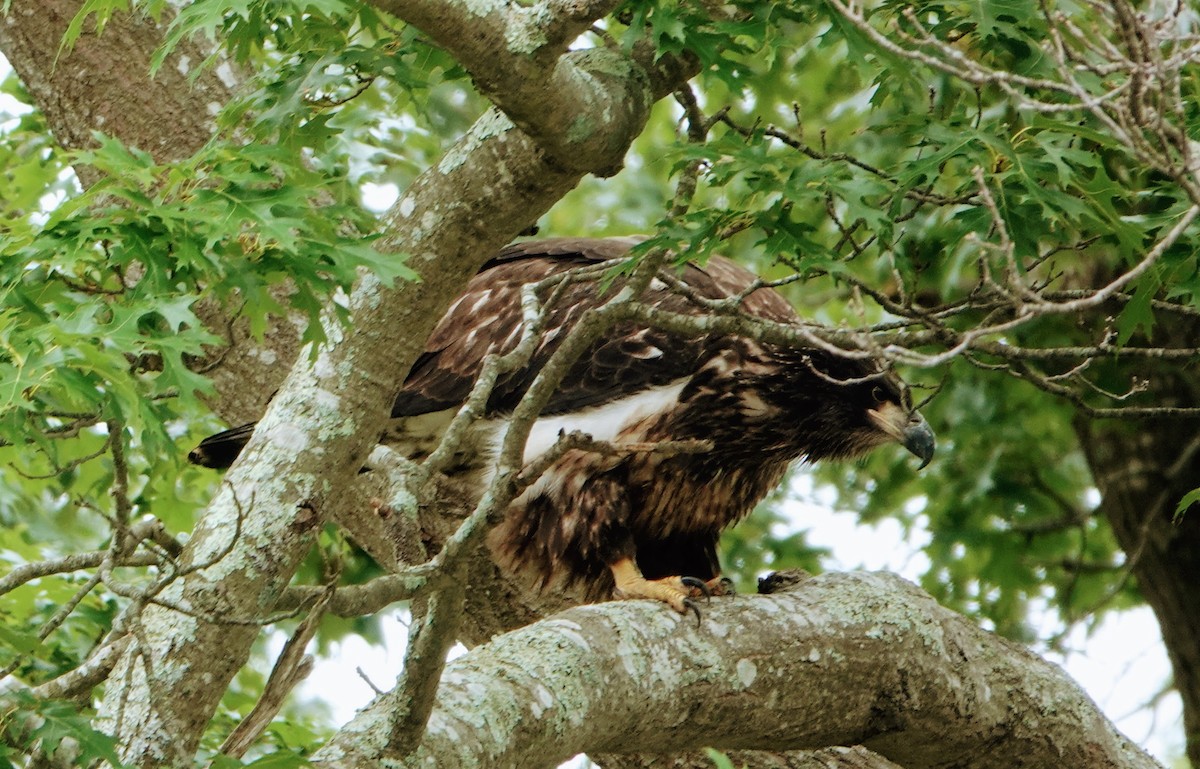 Bald Eagle - ML546097531