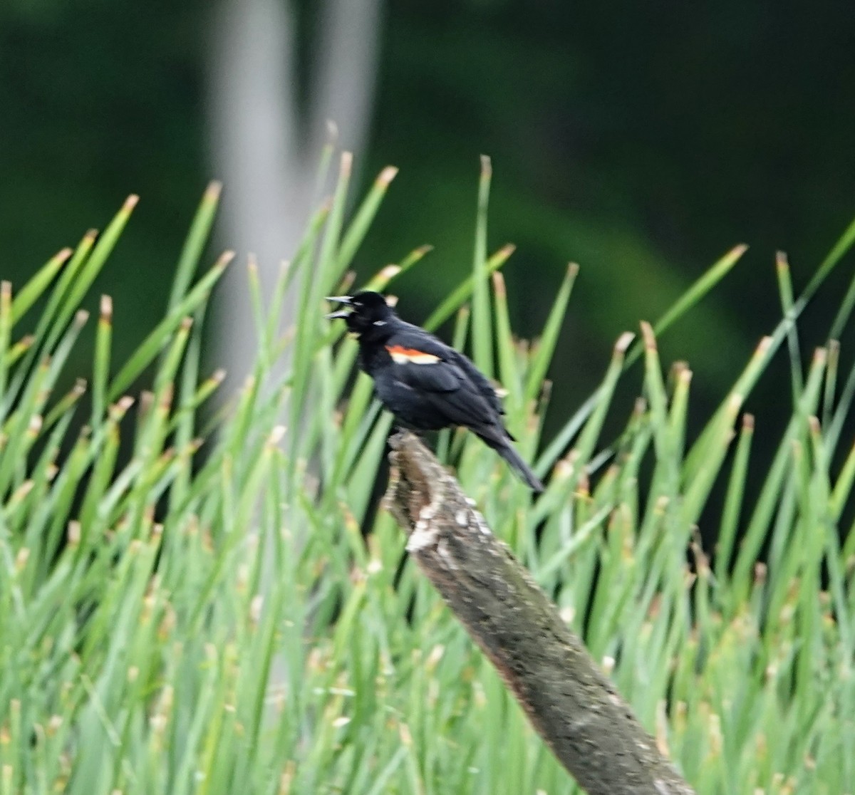 Red-winged Blackbird - ML546097701