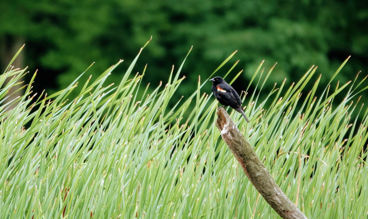 Red-winged Blackbird - ML546097711