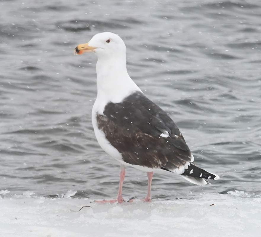 Great Black-backed Gull - ML546097851