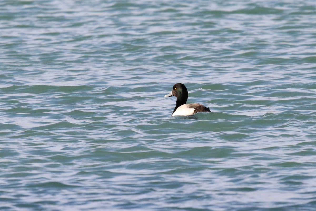 Greater Scaup - ML546097971