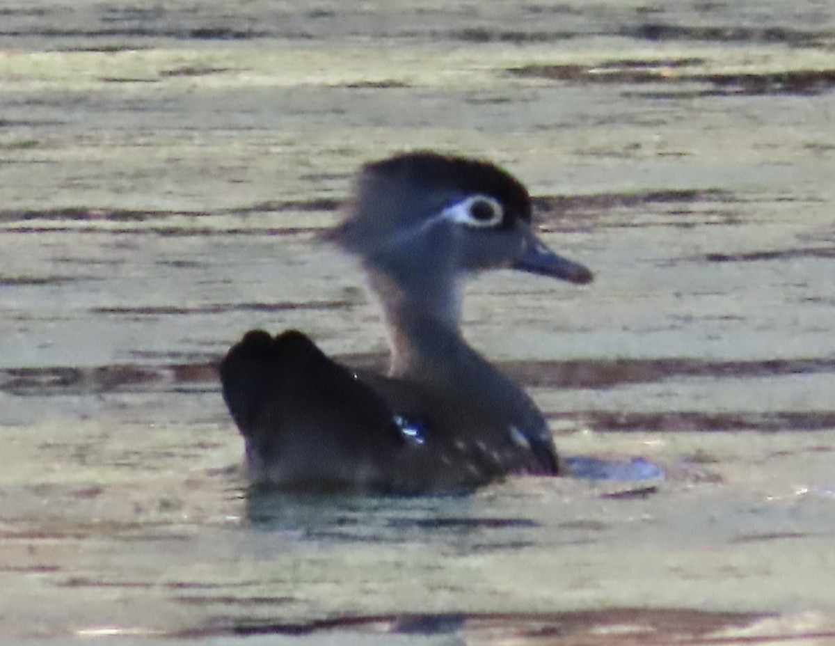 Wood Duck - ML546099061