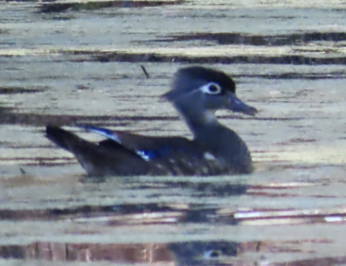 Wood Duck - Lawrence Zoller