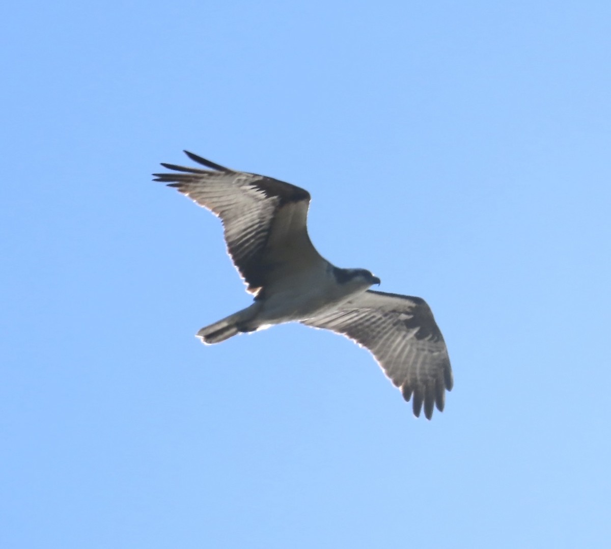 Osprey - ML546099251