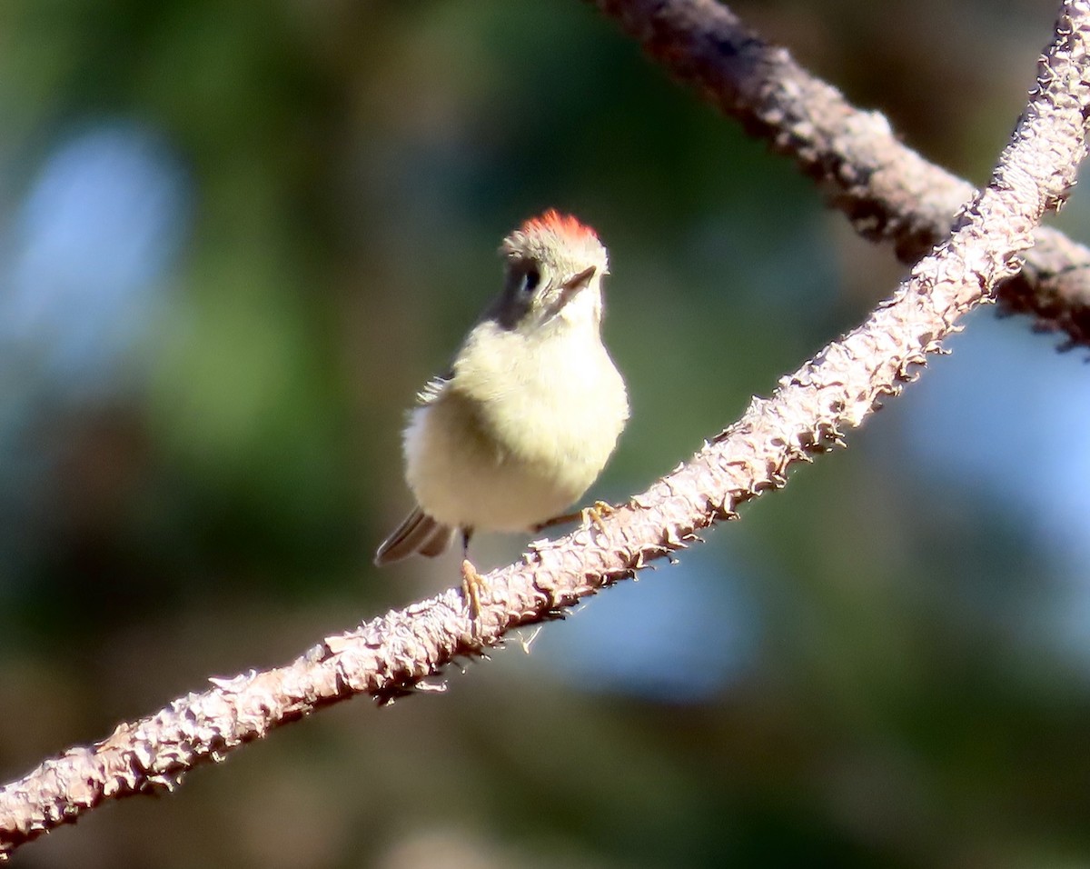 Ruby-crowned Kinglet - ML546099411