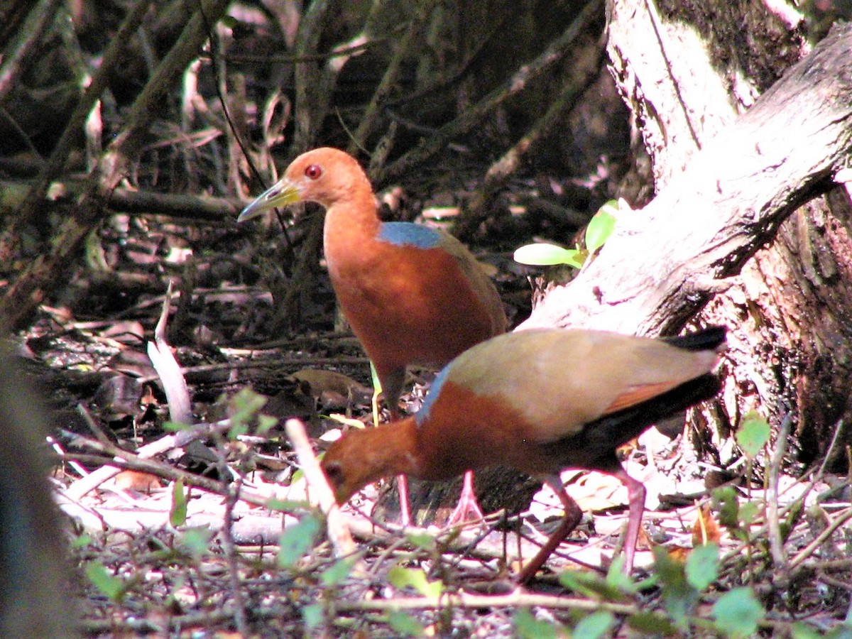 Rufous-necked Wood-Rail - ML546099831