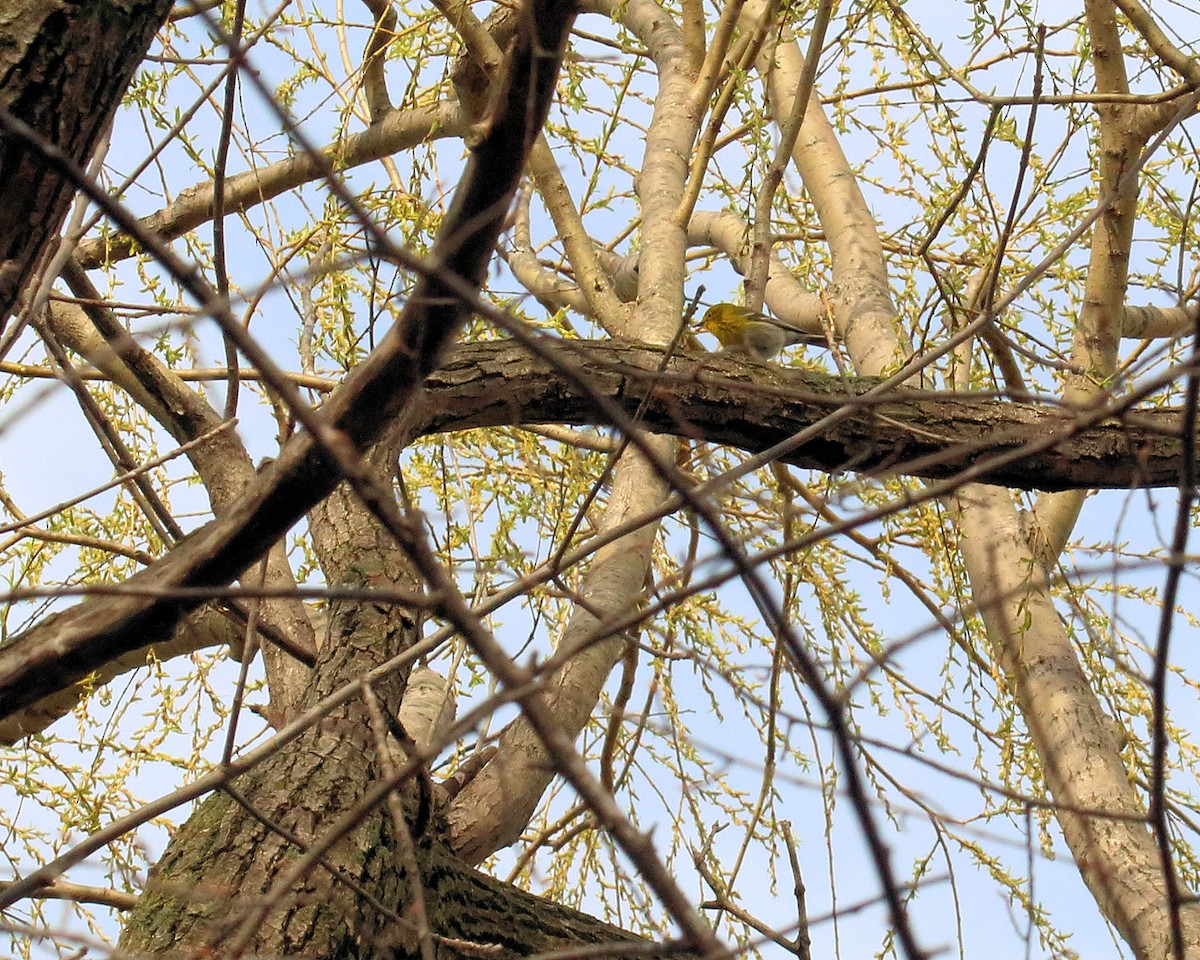 Pine Warbler - ML54610011