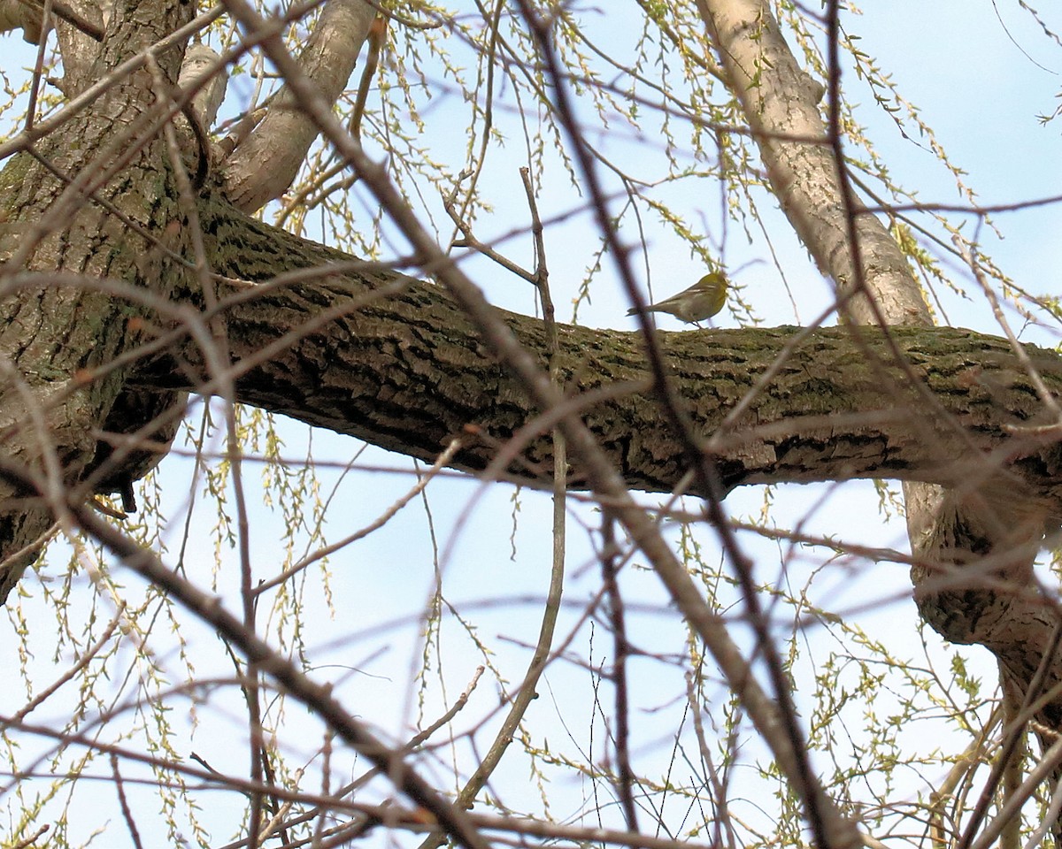 furuparula - ML54610021