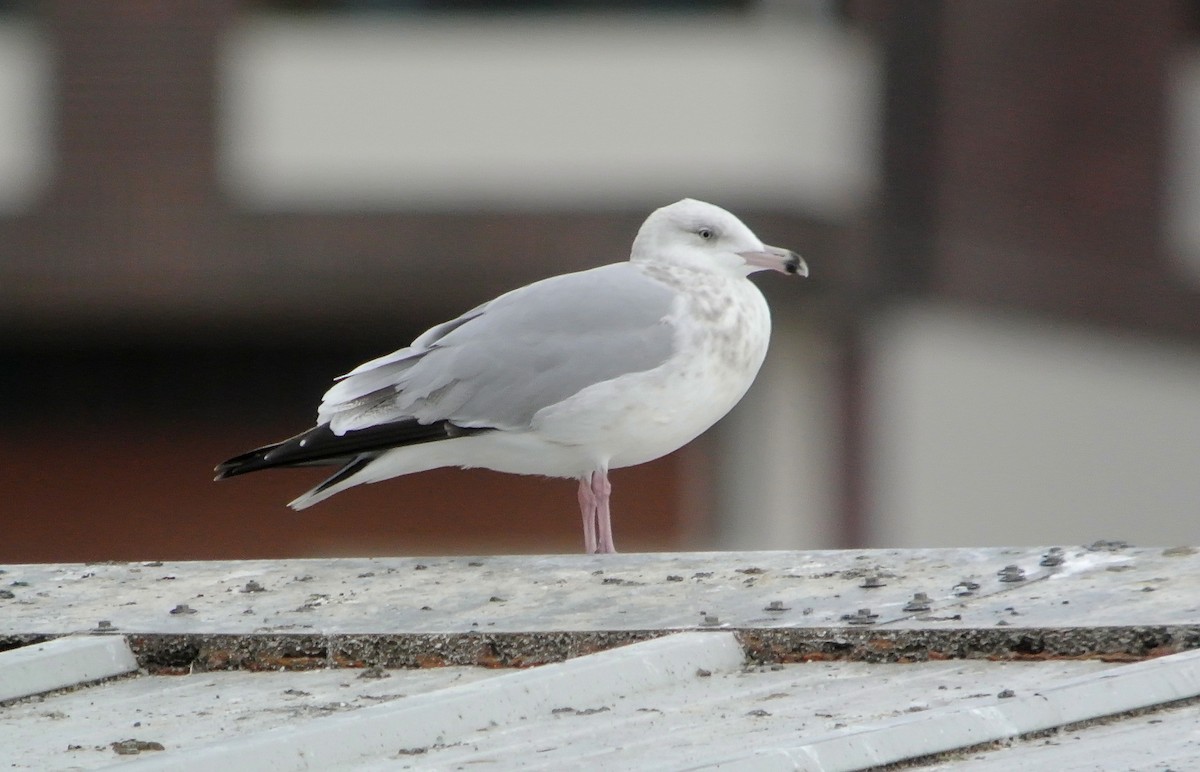 Herring Gull (American) - Delfin Gonzalez